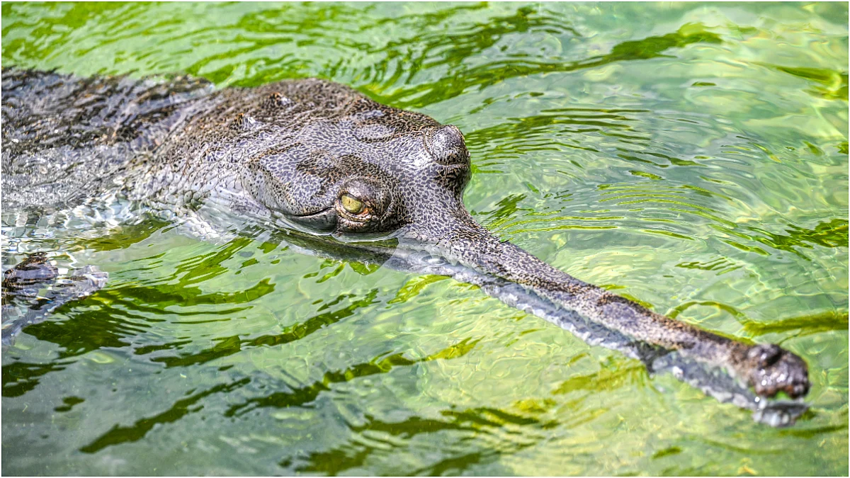 Byculla Zoo’s new gharials from Ranchi Zoo on display at Asia’s first underwater viewing deck