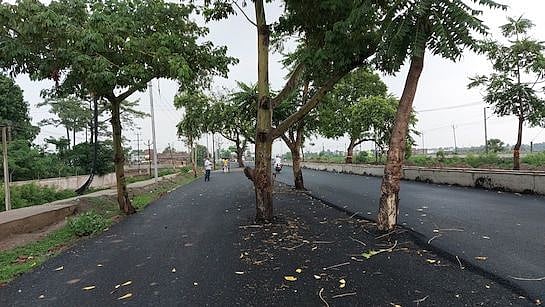 Bihar News: Trees In Middle Of Road Turn Jehanabad Drive Into Daily Risk For Commuters