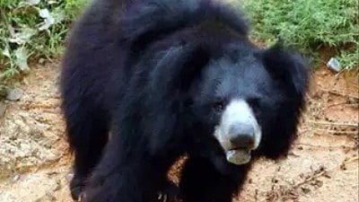 Bear Mauls Three Villagers To Death In MP's Sidhi; Four Critically Injured; Bear Killed With Sticks In Retaliation 