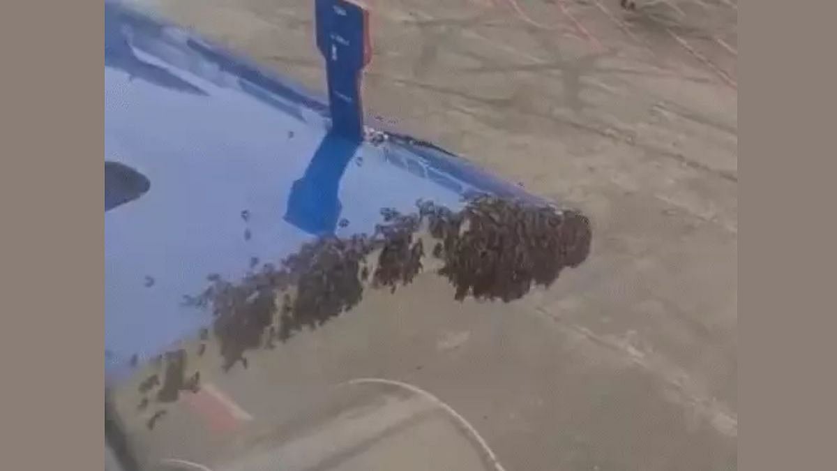 Surat To Jaipur Indigo Flight Delayed After Swarm Of Bees Invades Aircraft; Watch Video