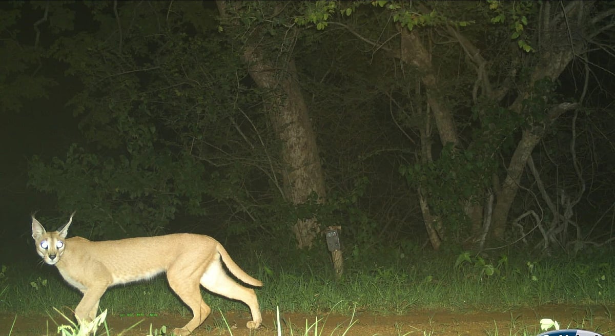 Rare Caracal Spotted At Madhya Pradesh's Gandhi Sagar Wildlife Sanctuary 