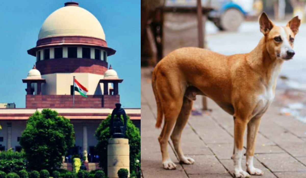 Left: SC
Right: Street Dog | File
