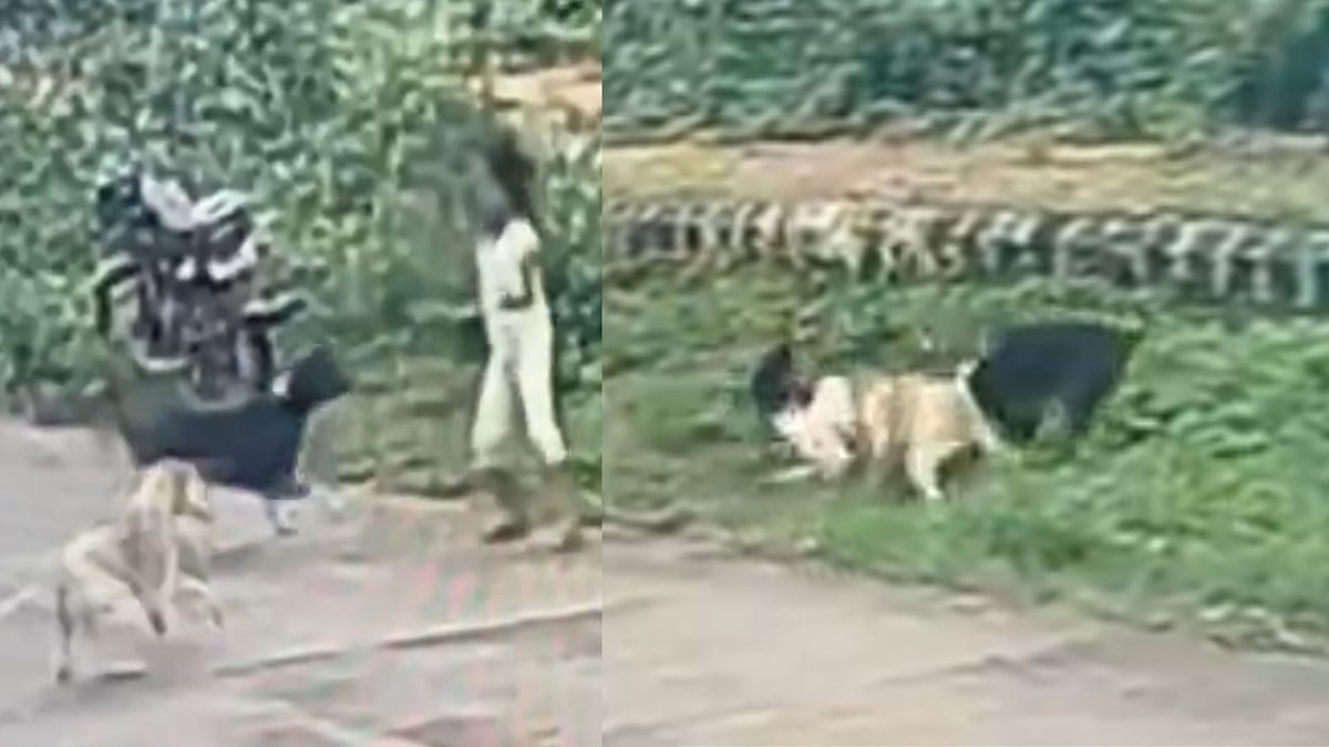 Video: Stray Dogs Attack 3-Year-Old Girl In Karnataka's Hubballi |