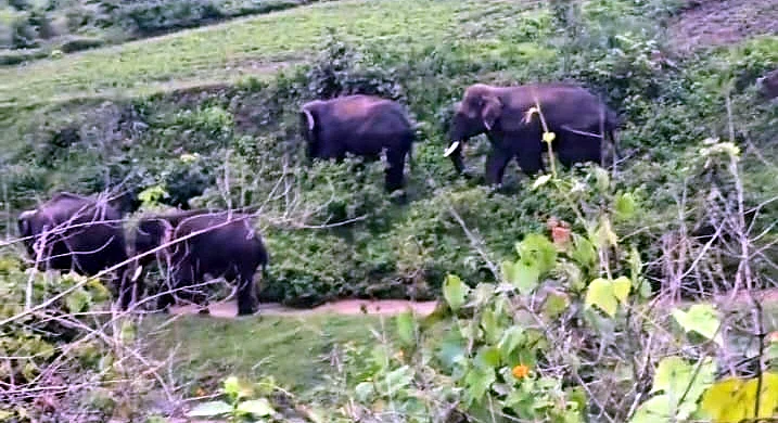 Wild Elephants Trigger Panic In MP's Shahdol Villages; Houses, Crops Damaged, Forest Officials...
