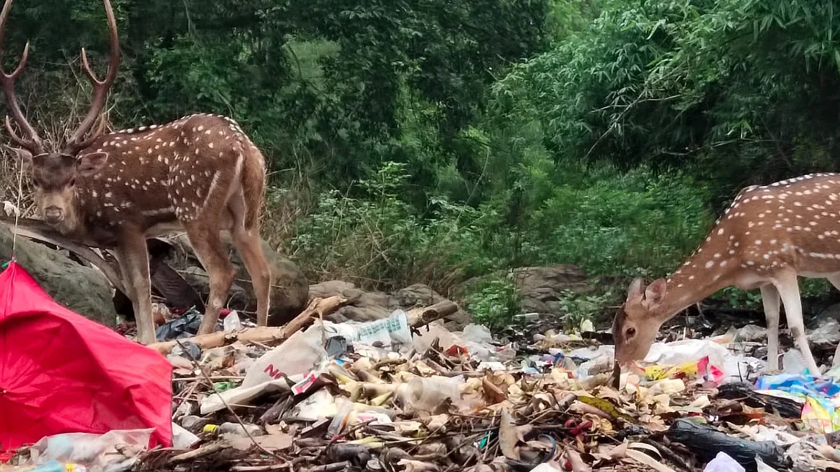 Mumbai News: Citizens Launch Online Petition To Save Sanjay Gandhi National Park From Encroachments,...