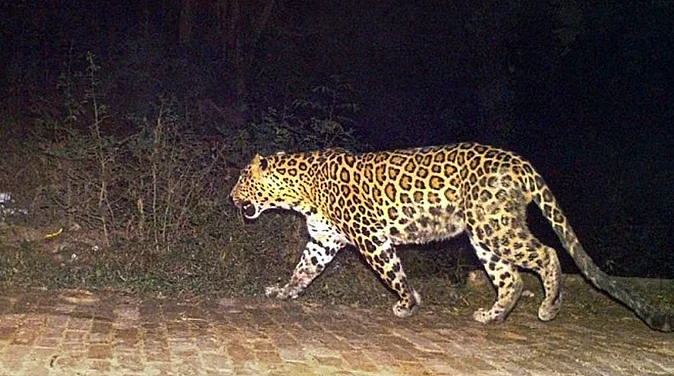 Leopard Kills Three Cattle In Mhow-Manpur Forests; One Body Found, Search On For Other Two