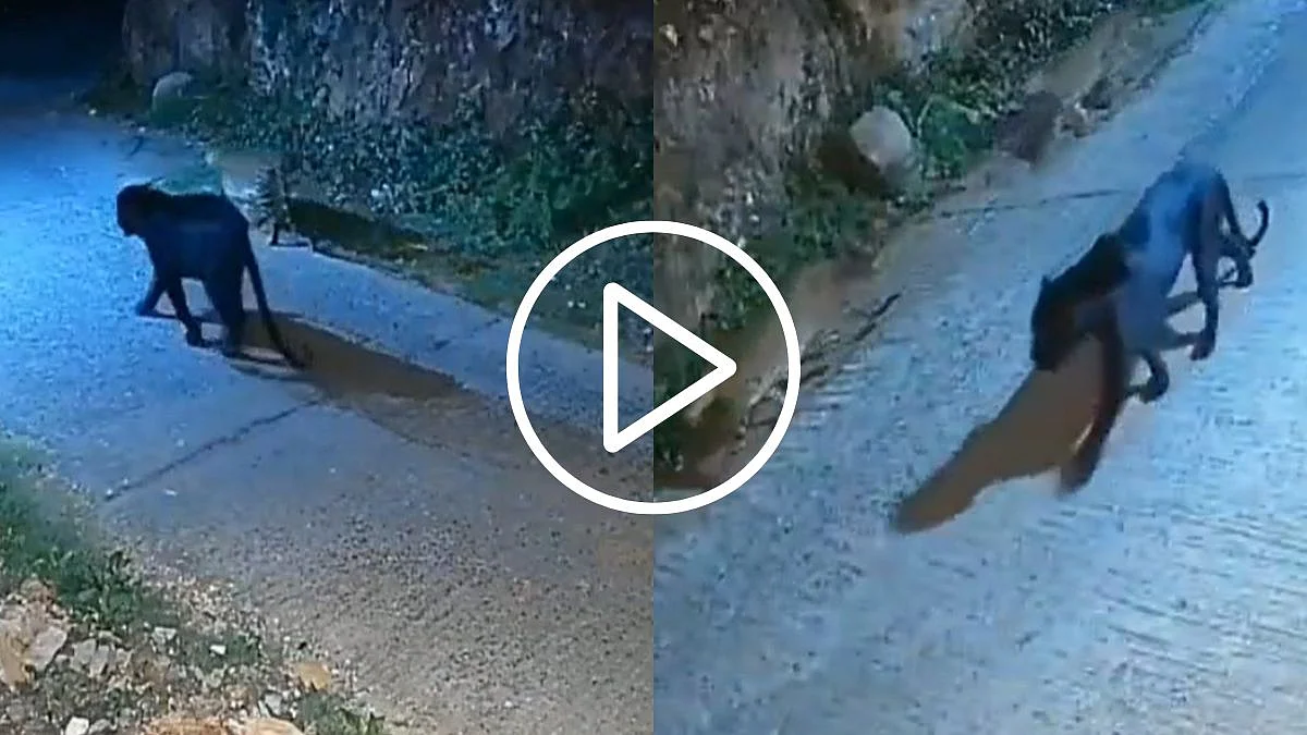 Viral Video: Stunning Black Panther And 2 Leopards Spotted Patrolling Together In Rare Sight On...