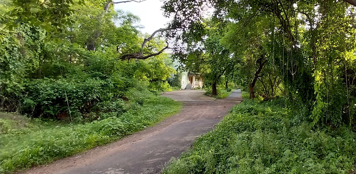 Tome And Plume: Verdant Campuses In City Soothe Tired Eyes