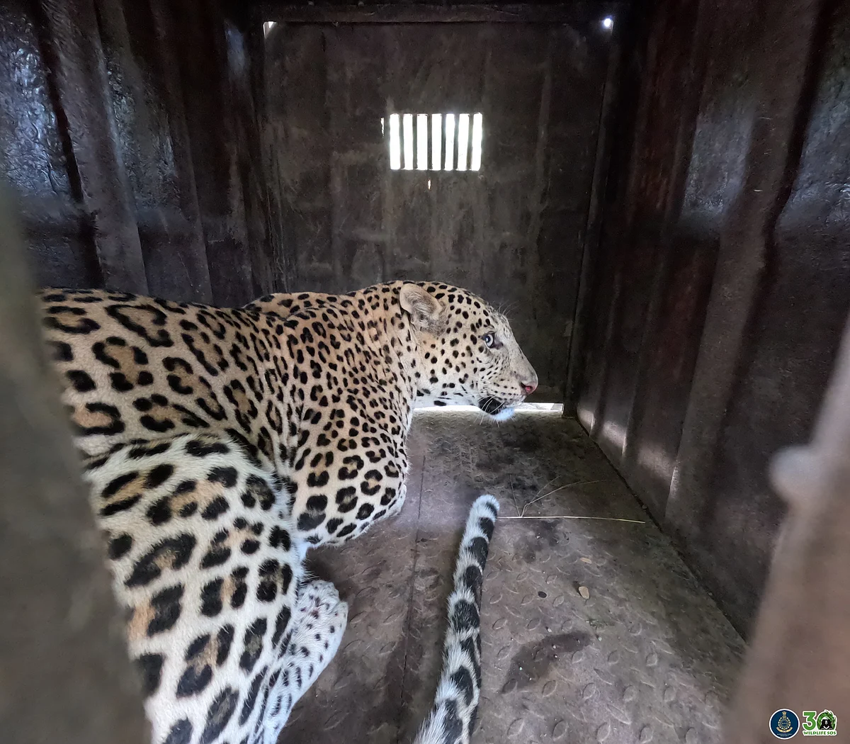 The leopard has been transferred to the Manikdoh rescue centre for recovery