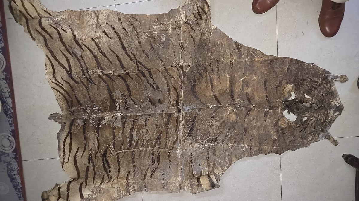 Madhya Pradesh Official Faces Charges Over Tiger Skin