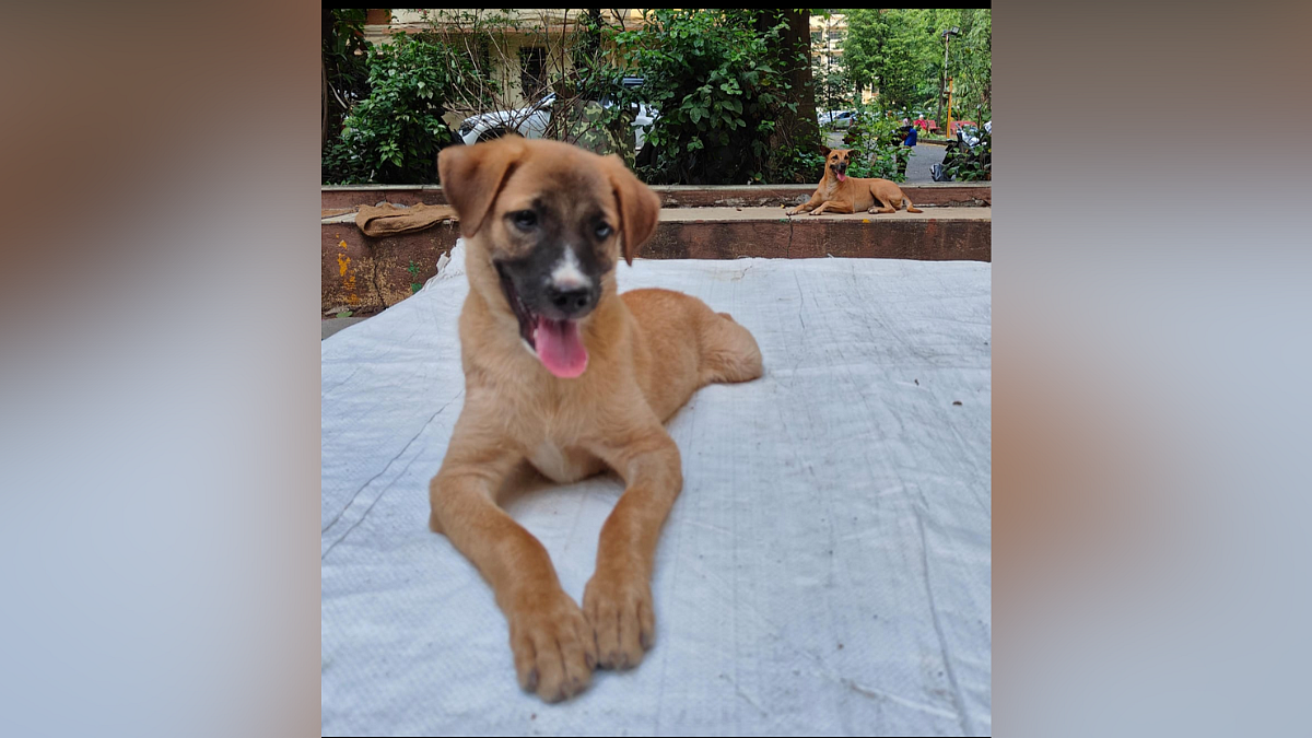 Mumbai News: Mulund Police Fail To Register FIR Against Car Driver For Killing 4-Month-Old Puppy In...