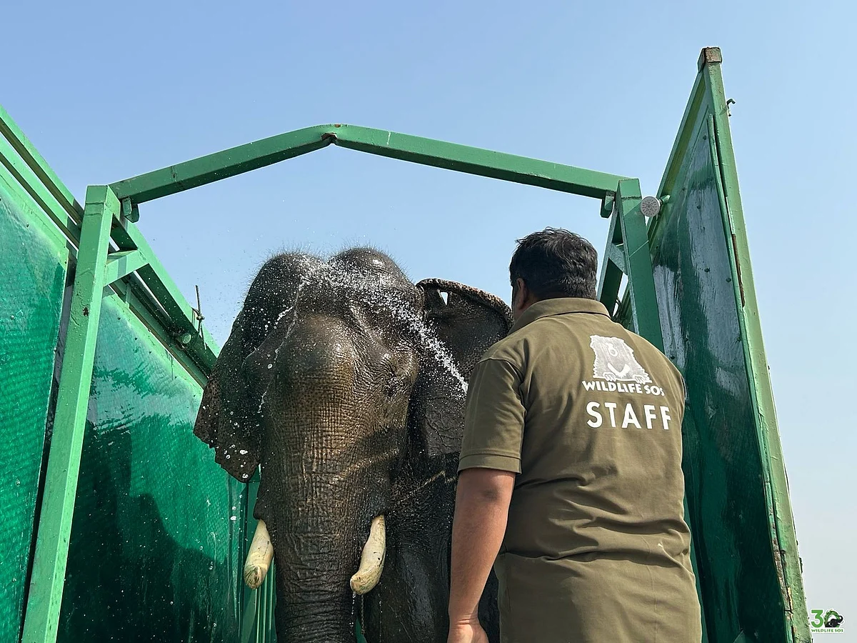 Vayu being given a bath during his return journey, to provide respite from north India's heat