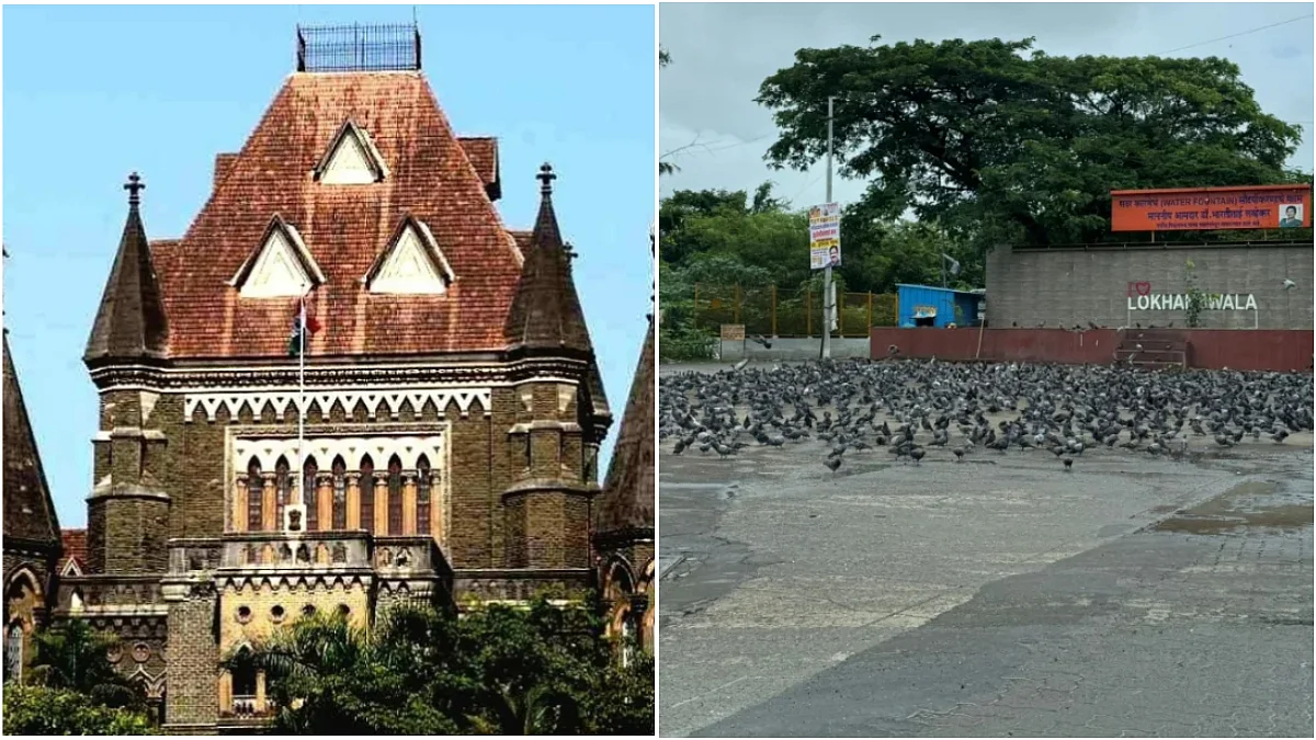 Bombay HC Flags Health Hazards From Pigeon Droppings, Seeks Medical Data Amid Kabutarkhana Demolition Row 