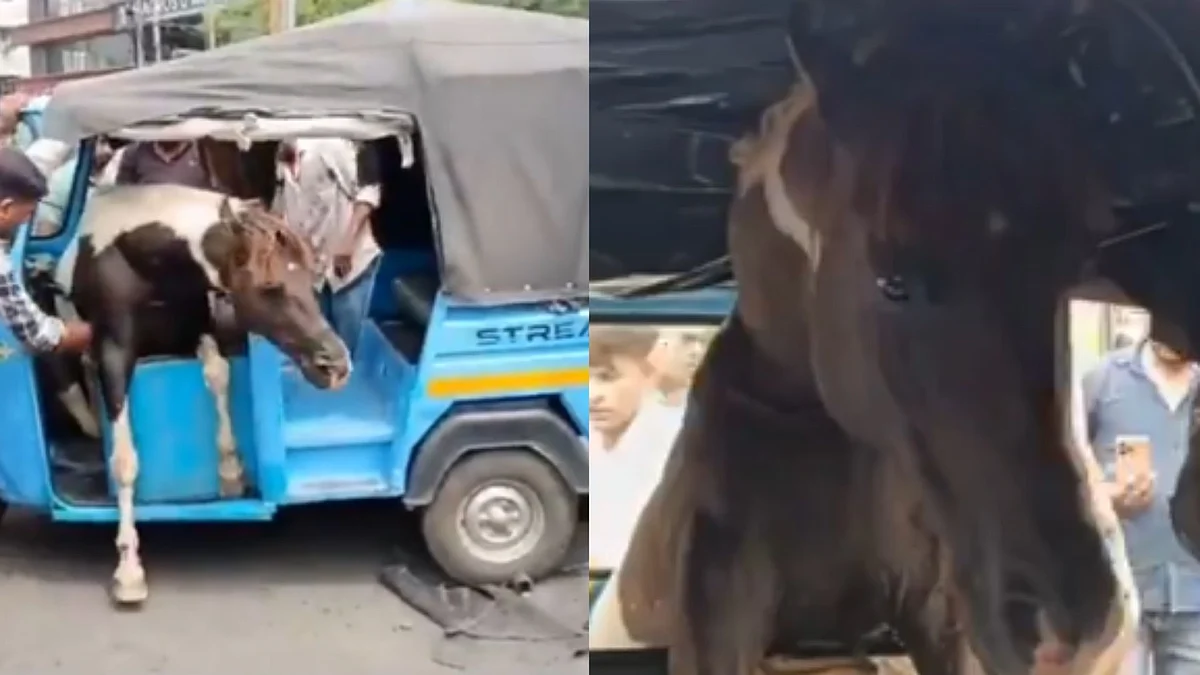 VIDEO: Fighting Horses Cause Chaos In MP's Jabalpur, One Trapped In Auto-Rickshaw