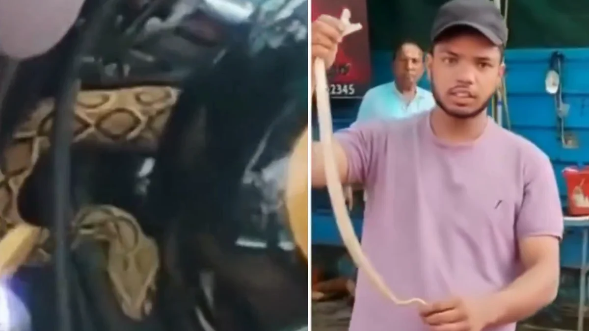 Snake On Bullet! BA Student Rides 2 Hours With Poisonous Russell's Viper Hidden Under Bike Tank In MP's Sagar (Video)