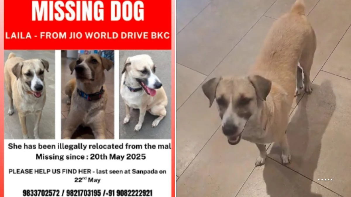 Mumbai’s Beloved Indie Dog Laila Still Missing; Social Media Campaigns Continue
