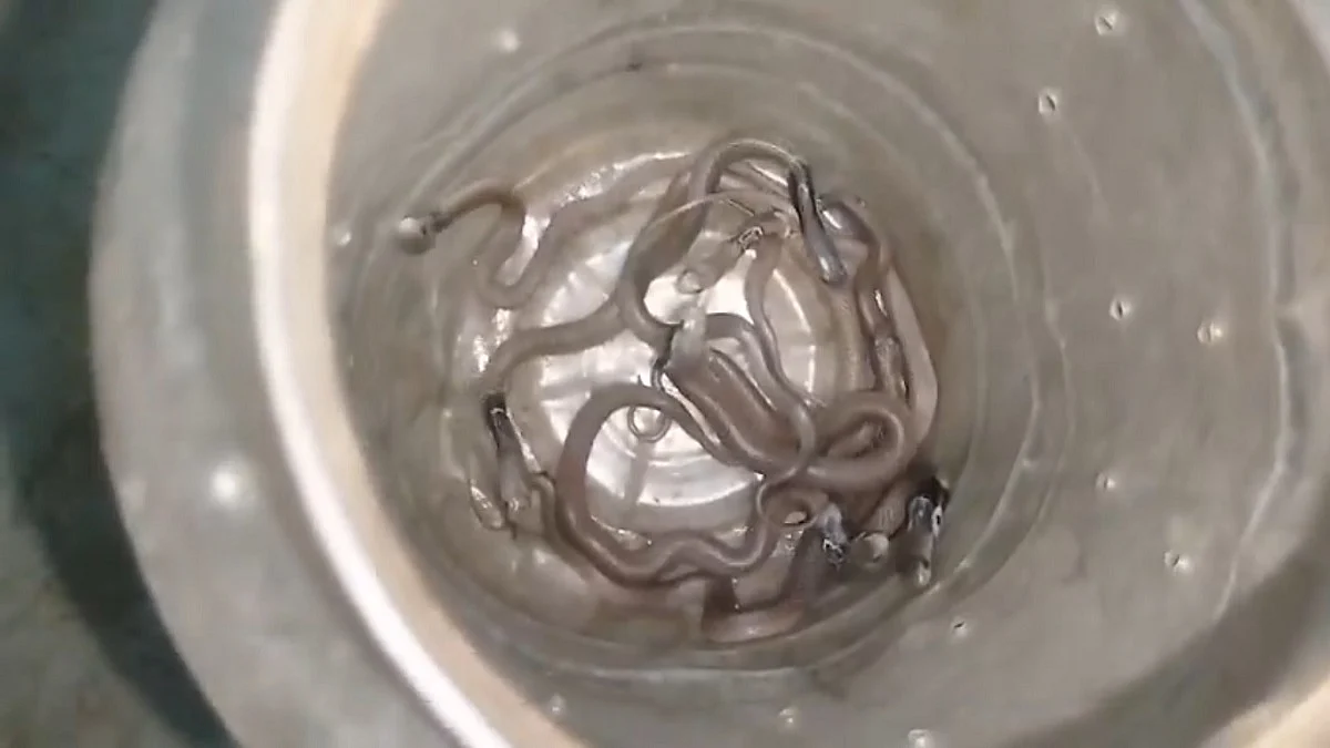 Terrifying VIDEO: Panic After 11 Cobra Snakes Found Inside House, Family Forced To Flee Home In UP's Kannauj 
