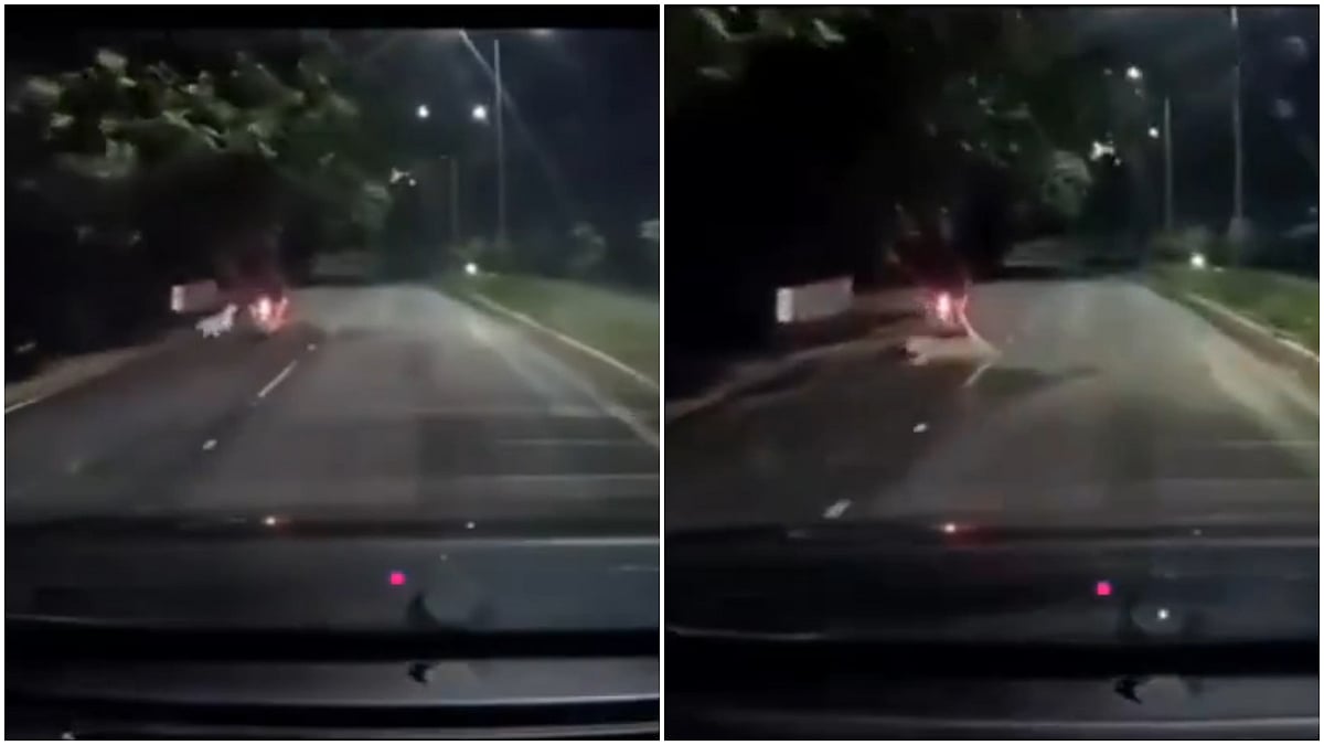Leopard Attack In Tirupati: Close Shave For Rider After Big Cat Pounces On Moving Bike At Night; Incident Caught On Cam