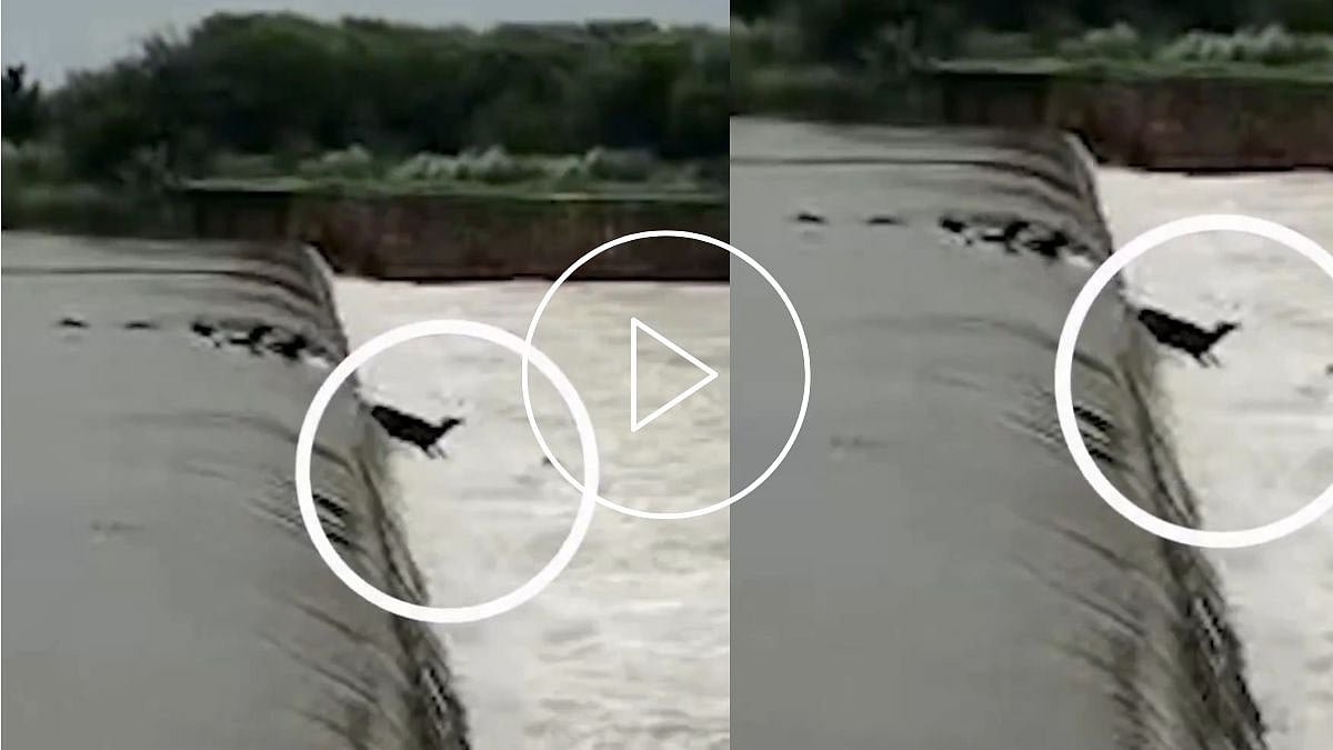 Video Shows Over 24 Buffaloes Being Swept Away In Flooded Parvati River In Rajasthan's Dholpur, Rescue Operation Underway