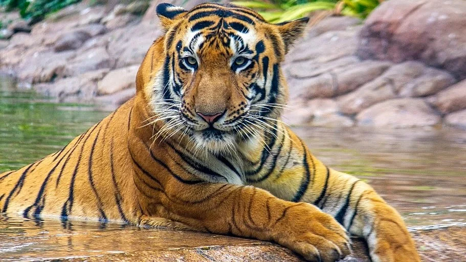 Mumbai's Byculla Zoo Releases 'Waghobachi Goshta' Video On Occasion Of International Tiger Day 