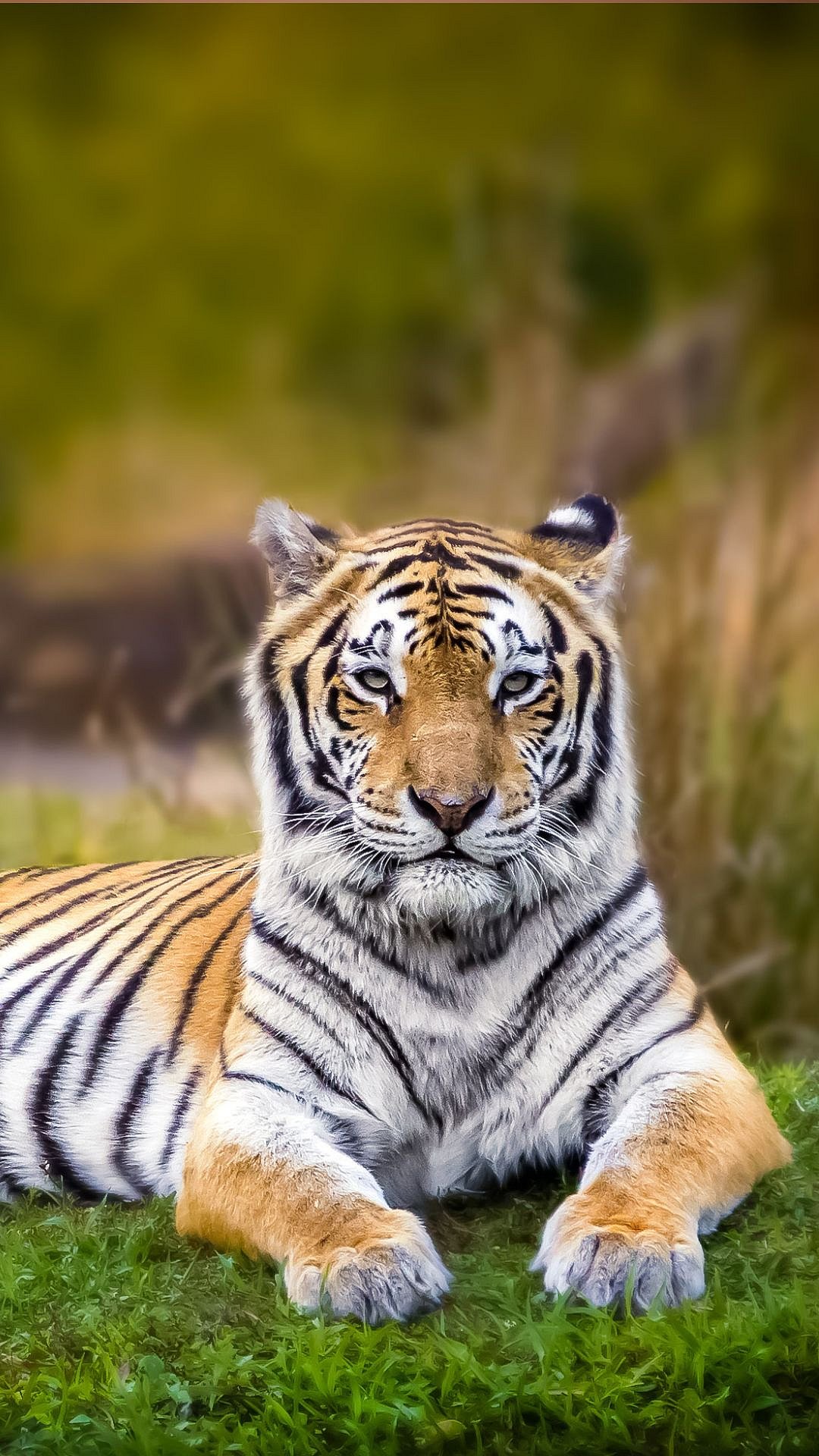 Tiger Day 2025: 7 Interesting Facts About Tigers We Bet You Didn't Know