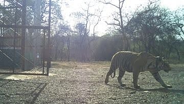 On International Tiger Day, Shocking Revelation: Tigress MT-1 Poisoned By Poachers in MP's Madhav Tiger Reserve | FP Photo