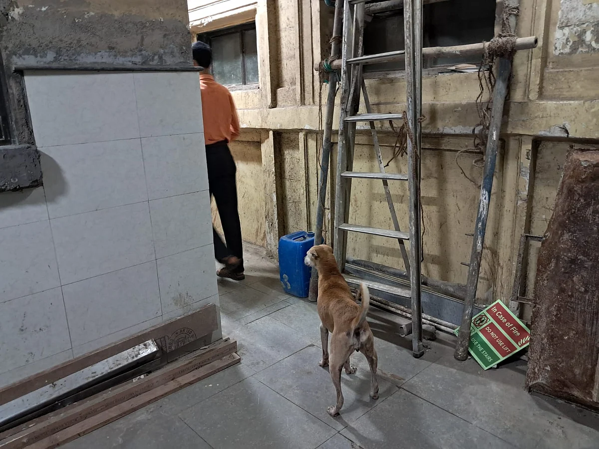 A stray dog roaming inside the hospital premises