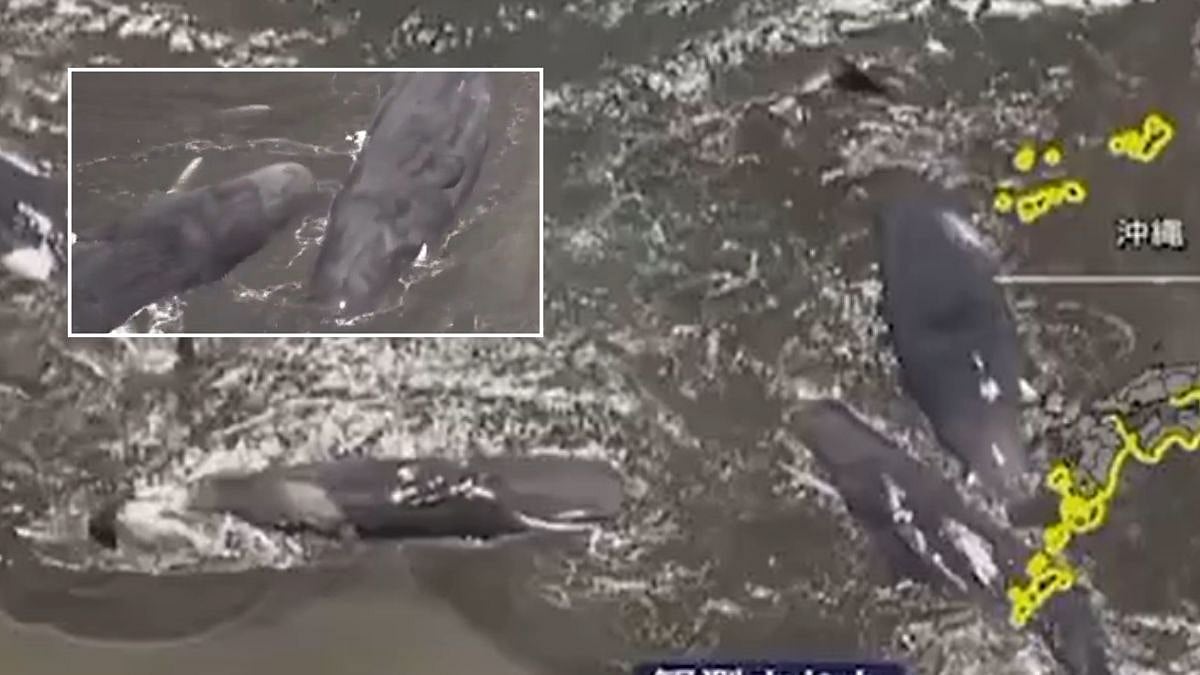 Tsunami footage beach