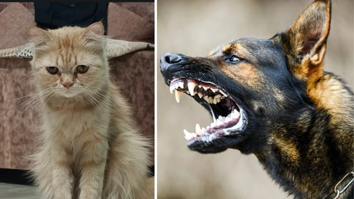 Madhya Pradesh: Pack Of Stray Dogs Kill Pet Cat In Manawar