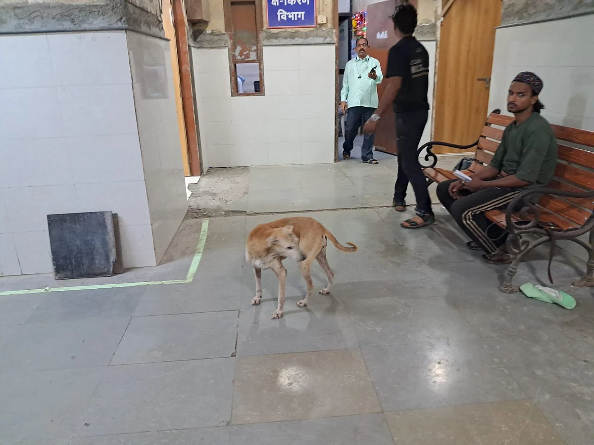 Stray dog near X Ray area