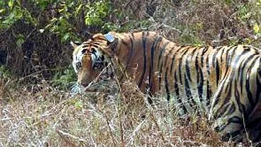 Madhya Pradesh: Korku Tribe Considers Tigers Visiting Their Farms Auspicious