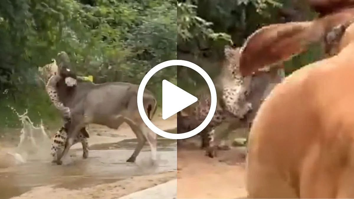 Mother Cow's Bravery Saves Calf's Life From Deadly Leopard Attack In Rajasthan's Pali; Watch Video