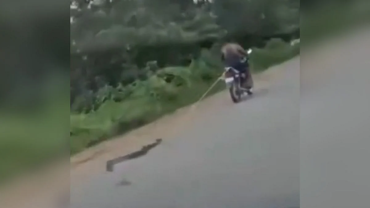 Chhattisgarh Man Brutally Drags Massive Python Tied To His Bike; Viral Video Sparks Outrage
