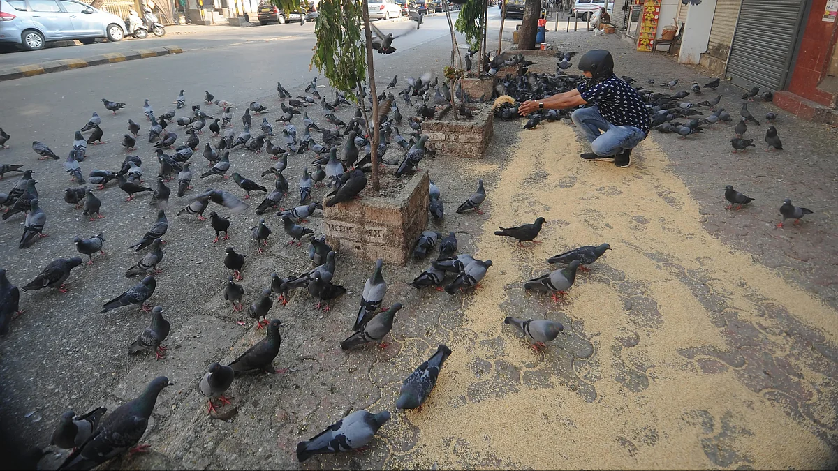 Mumbai News: FIR Filed For Pigeon Feeding In Mahim Under BNS, Violating HC Order