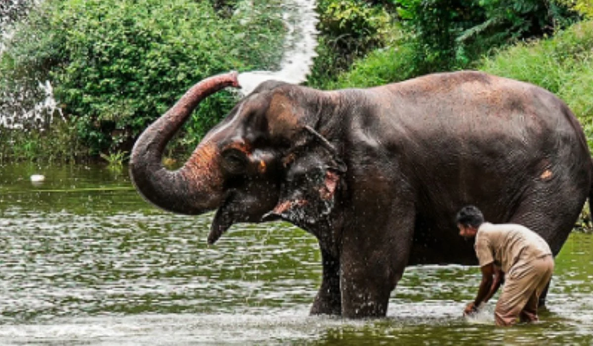 Elephant Mahadevi | Instagram/@vantara