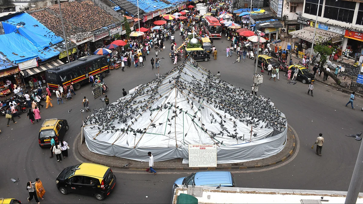 Mumbai News: BMC Shuts Dadar Kabutar Khana; Jain Community Alleges Pigeon Deaths Due To Starvation