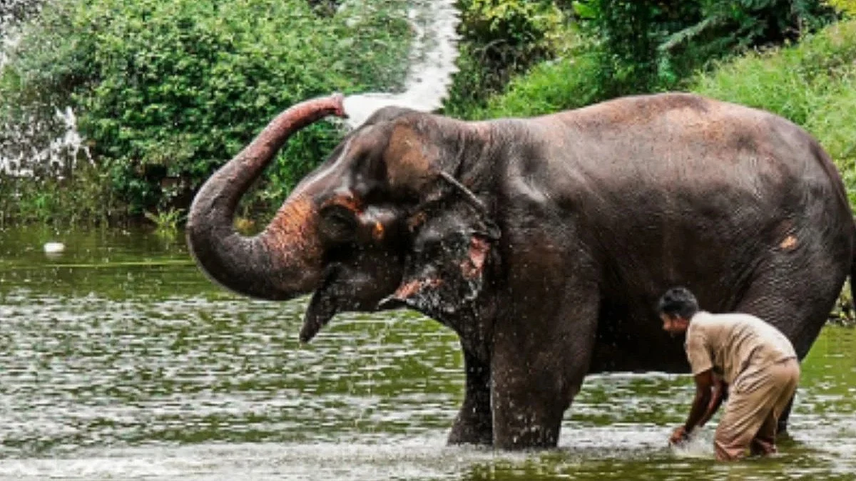 Elephant Mahadevi | Instagram/@vantara