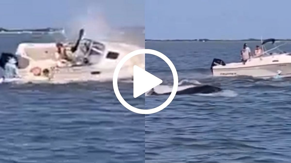 20-Foot Long Whale Killed In Unexpected Boat Crash At New Jersey, One Passenger Thrown In Ocean; Watch Video | X @Osint613