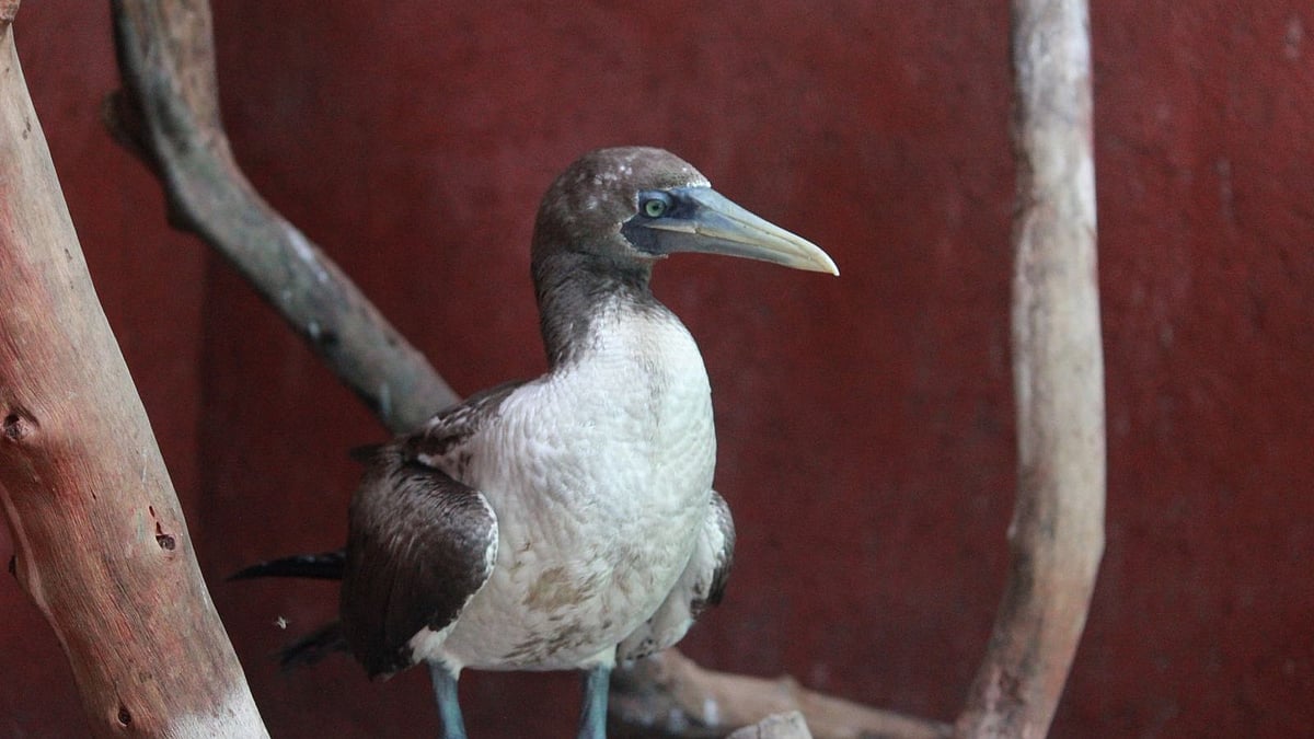Navi Mumbai News: Rare Seabird Masked Booby Rescued From Thane Warehouse, Undergoing Treatment For Respiratory Infection