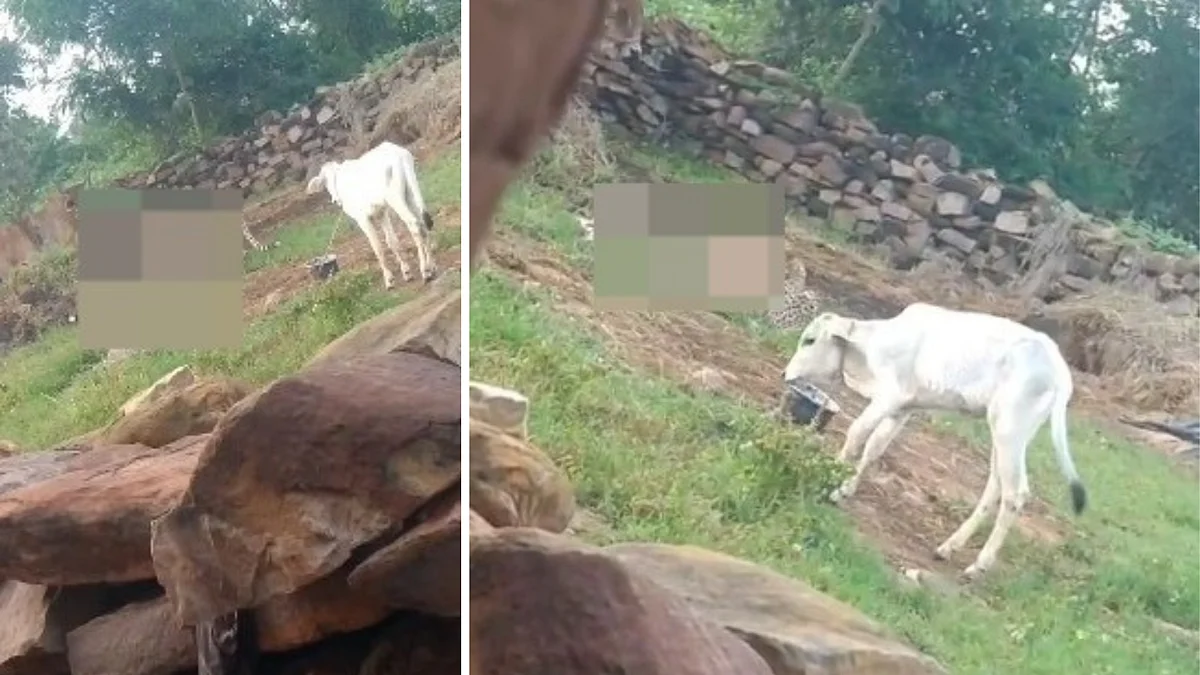 VIDEO: Cheetah Gamini, Her Cub Flees Kuno Boundaries; Hunt A Calf At Villager's Field In MP's...