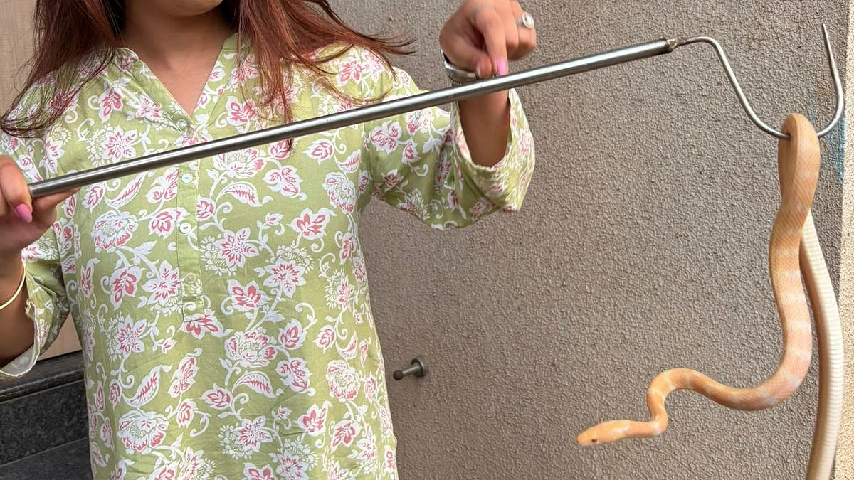 Rare Albino ‘Montane Trinket’ Snake Rescued In Panchgani, Safely Released Into Wild