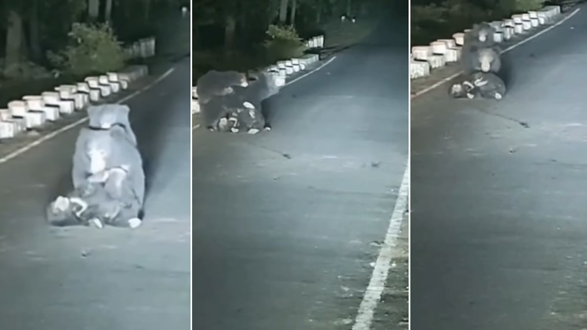 Heart-Melting Video: Mama Bear Spotted Helping Injured Baby On Road After It Was Hit By Speeding Vehicle In MP's Shahdol 