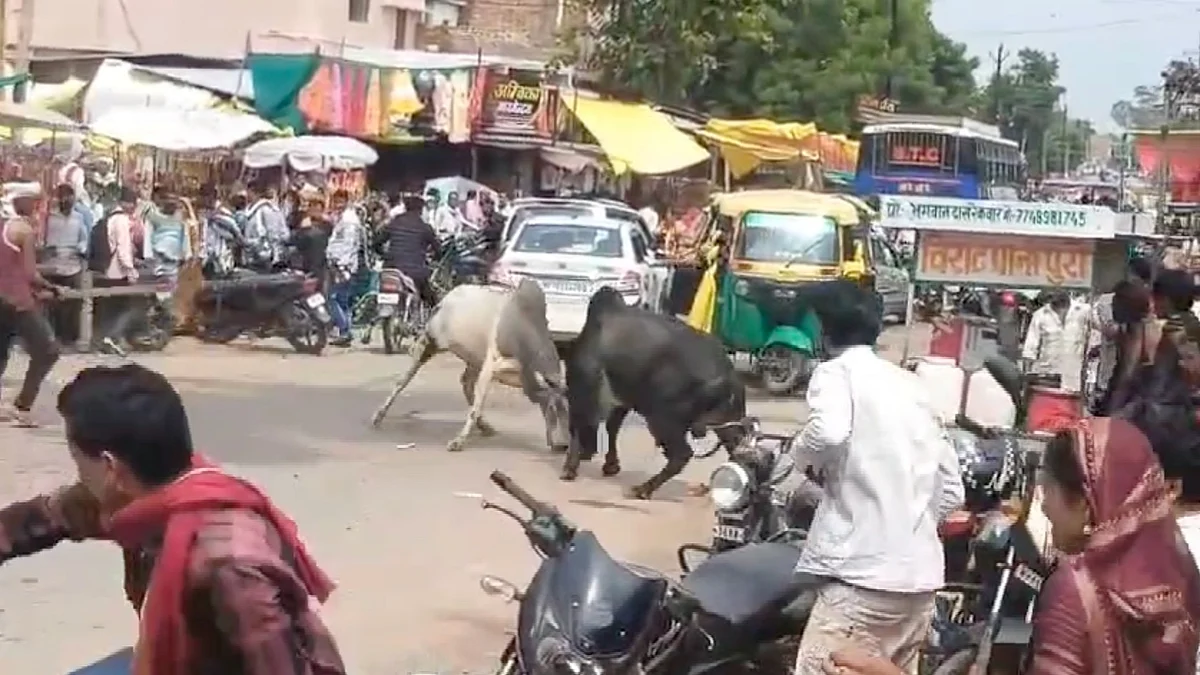 Video Viral: Fierce Bullfight On Busy MP Street, Residents Ask - ‘Who’s Responsible If Someone...