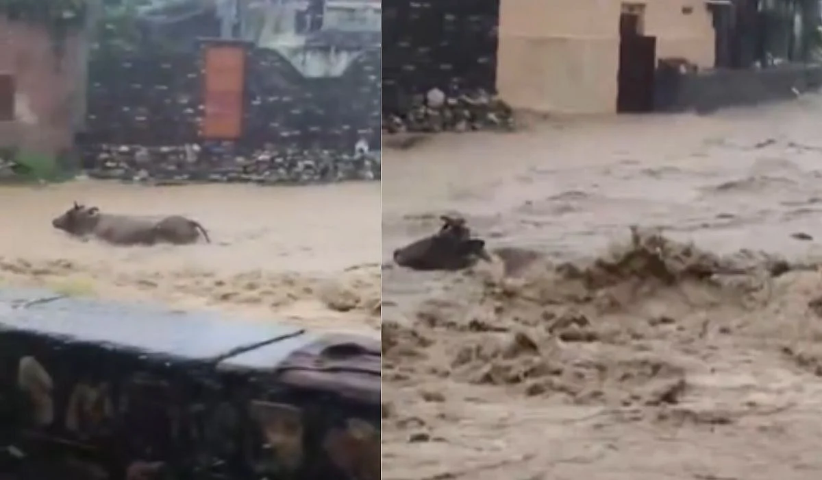 Cows Being Swept Away By Gushing Floodwater | X/@KumaonJagran