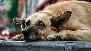 UP BJP Leader Calls For Rabies-Free State, Seeks Action On Stray Dogs