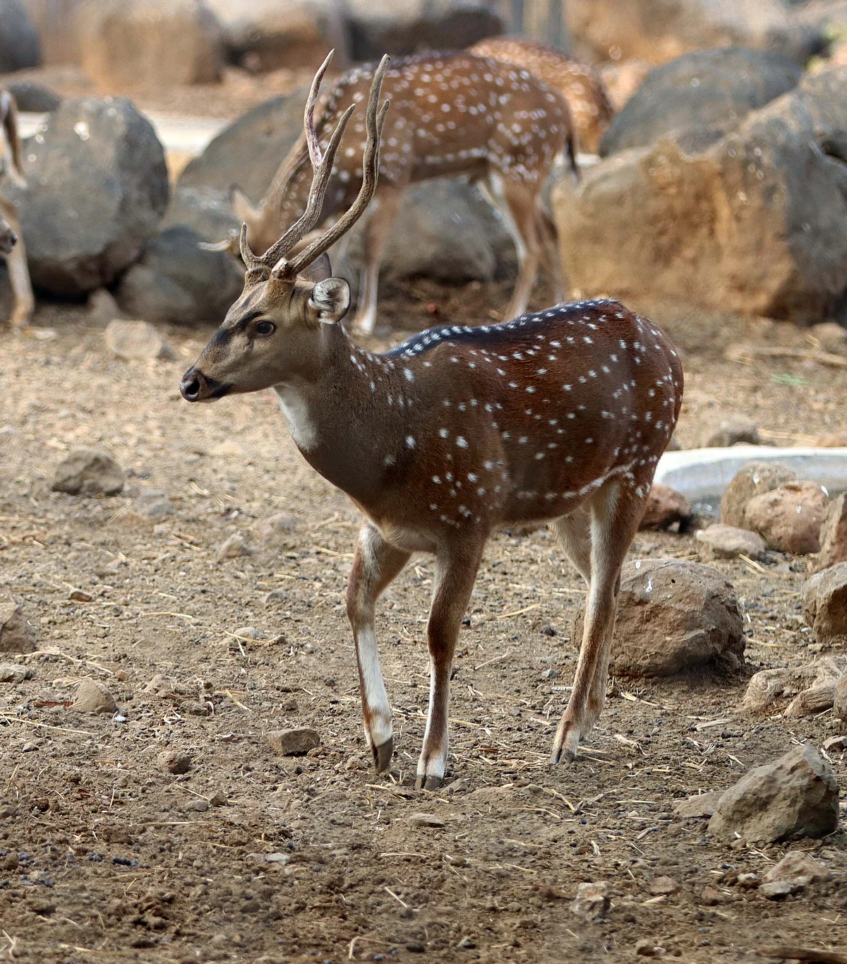 From July 10 to July 16, as many as 16 deer had died at the civic body-managed Rajiv Gandhi Zoological Park in Katraj