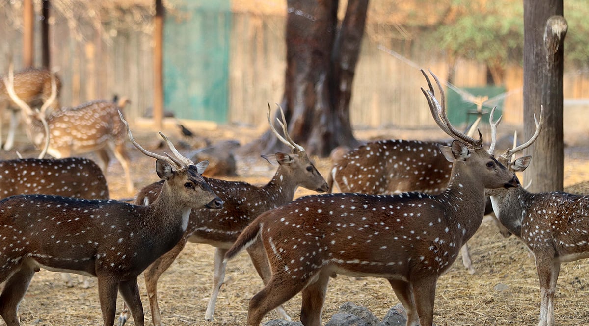 What is Malignant Catarrhal Fever? All You need to know about the disease Detected In Dead Deer's Sample At Pune's Rajiv Gandhi Zoo