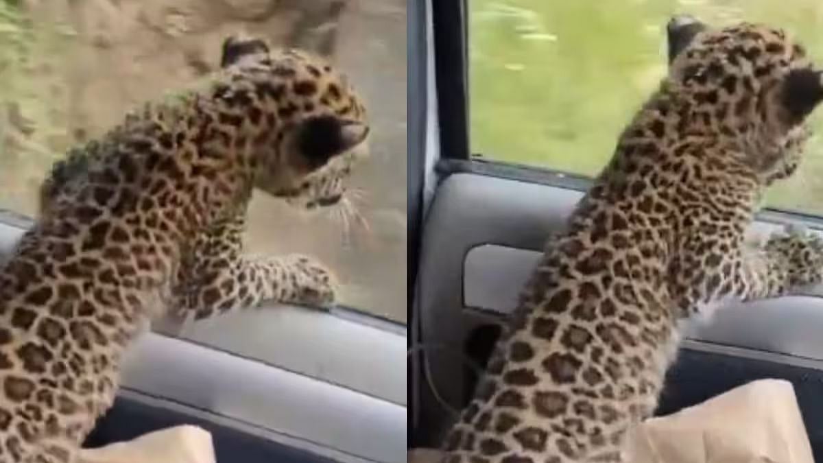 Himachal Pradesh: Man Takes Leopard Cub Separated From Its Mother To Forest Officer In His Car; Sparks Safety Concerns, Watch Video