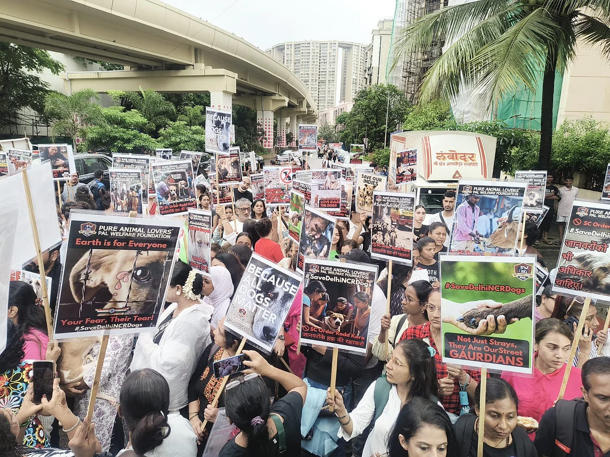 Animal Lovers Warn Maharashtra Govt Against Relocating Stray Dogs