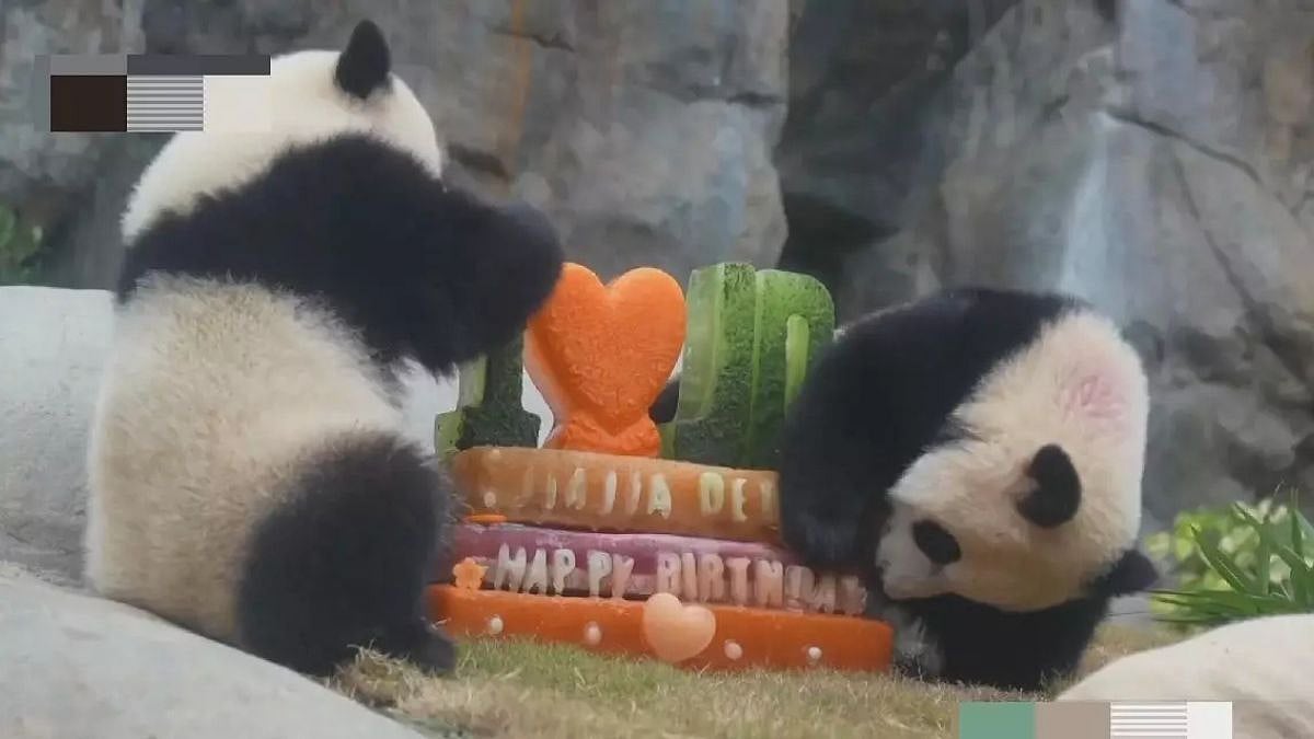 Twin Giant Pandas in Hong Kong Celebrate Their First Birthday; Specially Made Cake And Fans Filled Events- Watch Video
